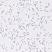 QD212 モザイクダルメシアン STARON
